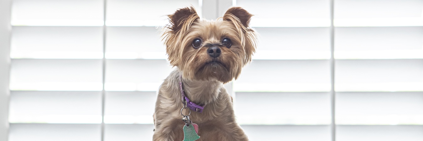 Dog in front of plantation shutters in Southern California